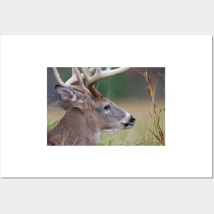 White-tailed buck, Quebec, Canada Posters and Art